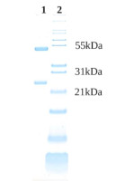 Goat anti-Human IgG F(ab')2 Affinity purified, Unconjugated in the group Secondary Antibodies / Anti-Human / Unconjugated at Agrisera AB (Antibodies for research) (AS21 4573)